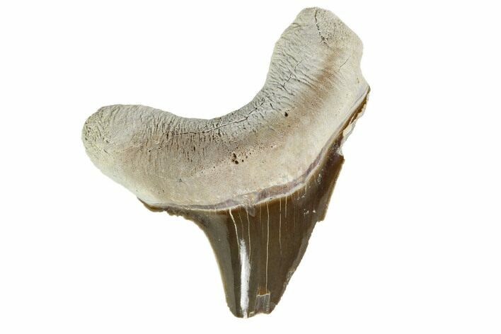 Fossil Shark (Cretoxyrhina) Tooth - Kansas #115688